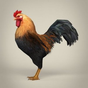 game-ready-cock-3d-model-low-poly-max-fbx-c4d-ma-mb.jpg